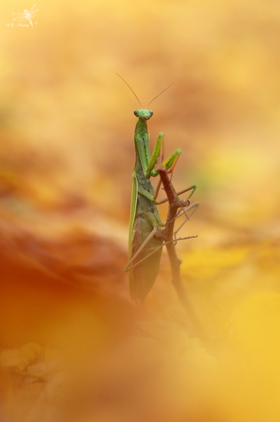 Kudlanka nábožná (Mantis religiosa), ♀